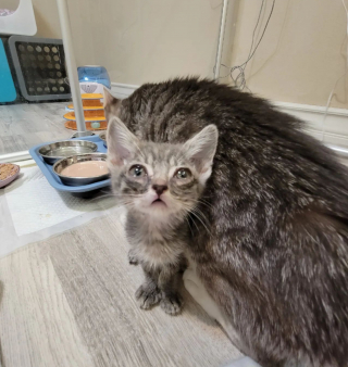 Illustration de l'article : Cette chatonne était la plus petite et faible de sa portée, mais a fait preuve d’une grande force d’esprit