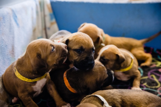 Illustration de l'article : Le sauvetage in extremis d'une chienne Boxer et de ses 7 chiots grâce à un voisin vigilant