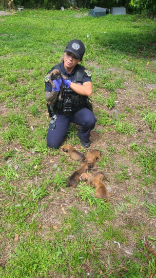 Illustration de l'article : Le sauvetage in extremis d'une chienne Boxer et de ses 7 chiots grâce à un voisin vigilant
