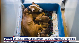 Illustration de l'article : Le sauvetage in extremis d'une chienne Boxer et de ses 7 chiots grâce à un voisin vigilant