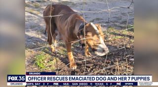Illustration de l'article : Le sauvetage in extremis d'une chienne Boxer et de ses 7 chiots grâce à un voisin vigilant