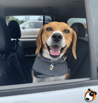 Illustration de l'article : ThunderShirt, des gilets relaxants pour rassurer et soulager les chiens dans les situations stressantes