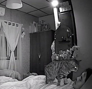 Illustration de l'article : 18 photos de chats et de chiens s'étant mis dans des situations hilarantes et improbables