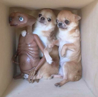 Illustration de l'article : 18 photos de chats et de chiens s'étant mis dans des situations hilarantes et improbables