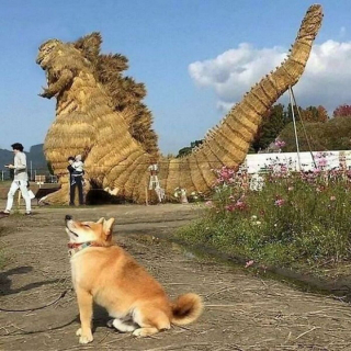 Illustration de l'article : 18 photos de chats et de chiens s'étant mis dans des situations hilarantes et improbables