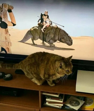 Illustration de l'article : 18 photos de chats et de chiens s'étant mis dans des situations hilarantes et improbables