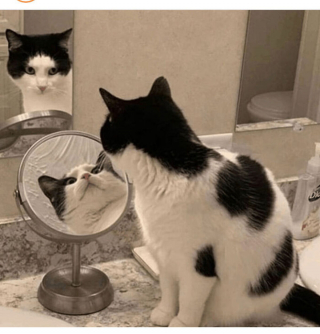 Illustration de l'article : 18 photos de chats et de chiens s'étant mis dans des situations hilarantes et improbables