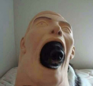 Illustration de l'article : 18 photos de chats et de chiens s'étant mis dans des situations hilarantes et improbables