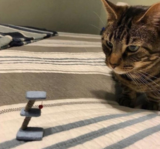 Illustration de l'article : 18 photos de chats et de chiens s'étant mis dans des situations hilarantes et improbables