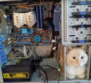 Illustration de l'article : 18 photos de chats et de chiens s'étant mis dans des situations hilarantes et improbables