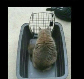 Illustration de l'article : 18 photos de chats et de chiens s'étant mis dans des situations hilarantes et improbables