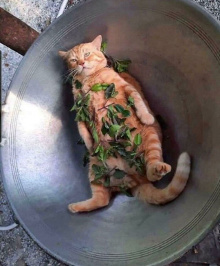 Illustration de l'article : 18 photos de chats et de chiens s'étant mis dans des situations hilarantes et improbables