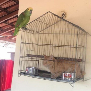 Illustration de l'article : 18 photos de chats et de chiens s'étant mis dans des situations hilarantes et improbables