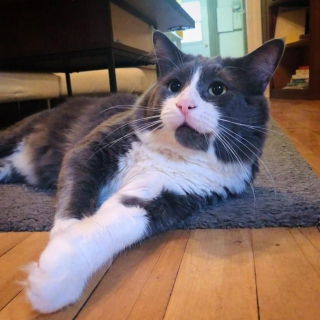 Illustration de l'article : Après avoir déjoué tous les pièges pendant 2 ans, ce chat errant réclame finalement de l'aide face au froid hivernal