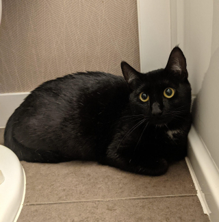 Illustration de l'article : L'histoire de deux sœurs félines qui ont surmonté l'abandon et donné naissance ensemble