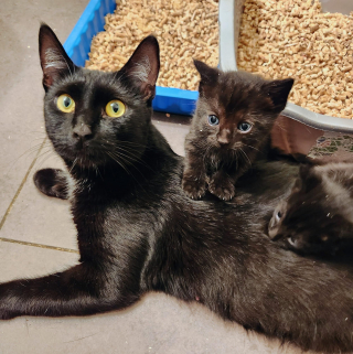 Illustration de l'article : L'histoire de deux sœurs félines qui ont surmonté l'abandon et donné naissance ensemble