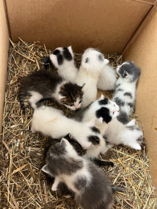 Illustration de l'article : Le sauvetage in extremis de 11 chatons abandonnés dans un carton au bord d'une route