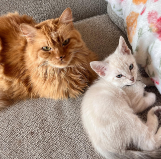 Illustration de l'article : Une femme cherche un foyer pour un chat de 16 ans, emmené chez le vétérinaire pour être euthanasié