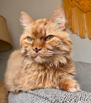 Illustration de l'article : Une femme cherche un foyer pour un chat de 16 ans, emmené chez le vétérinaire pour être euthanasié