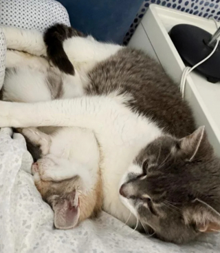 Illustration de l'article : Moxxie, une petite chatte venue frapper à la porte d’une dame pour obtenir de l’aide