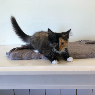 Illustration de l'article : Le physique atypique de ce chaton chimère séduit les internautes