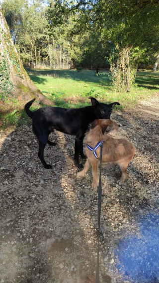 Illustration de l'article : 26 chiens couverts de parasites retrouvés chez une femme au milieu des détritus sans eau, nourriture, ni abri