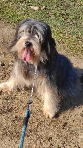 Illustration de l'article : 26 chiens couverts de parasites retrouvés chez une femme au milieu des détritus sans eau, nourriture, ni abri