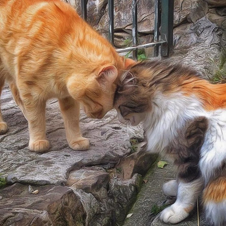 https://www.pets-dating.com/assets/ckeditor/2023/may/actualities/1946/xl/xx-portraits-sublimes-de-grisu-chat-photogenique-a-souhait-et-adepte-de-la-dolce-vita-26904aeb5.jpg