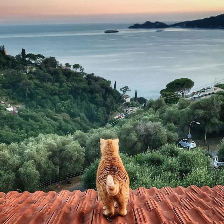 https://www.pets-dating.com/assets/ckeditor/2023/may/actualities/1946/xl/xx-portraits-sublimes-de-grisu-chat-photogenique-a-souhait-et-adepte-de-la-dolce-vita-81dde21bf.jpg