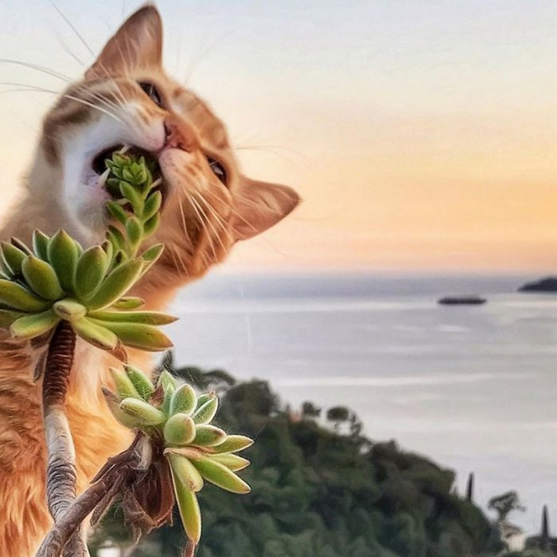 https://www.pets-dating.com/assets/ckeditor/2023/may/actualities/1946/xl/xx-portraits-sublimes-de-grisu-chat-photogenique-a-souhait-et-adepte-de-la-dolce-vita-a666037e7.jpg