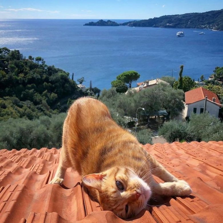 https://www.pets-dating.com/assets/ckeditor/2023/may/actualities/1946/xl/xx-portraits-sublimes-de-grisu-chat-photogenique-a-souhait-et-adepte-de-la-dolce-vita-c916c3bed.jpg