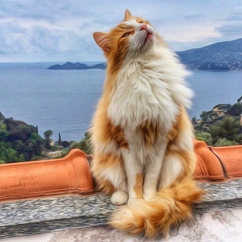 https://www.pets-dating.com/assets/ckeditor/2023/may/actualities/1946/xl/xx-portraits-sublimes-de-grisu-chat-photogenique-a-souhait-et-adepte-de-la-dolce-vita-d38bf5578.jpg