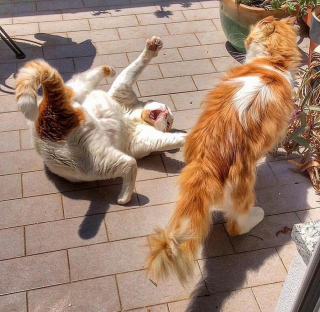 Illustration de l'article : 20 portraits sublimes de Grisu, chat photogénique à souhait et adepte de la dolce vita