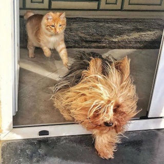 Illustration de l'article : 20 portraits sublimes de Grisu, chat photogénique à souhait et adepte de la dolce vita