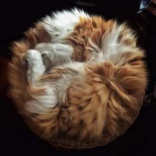 Illustration de l'article : 20 portraits sublimes de Grisu, chat photogénique à souhait et adepte de la dolce vita