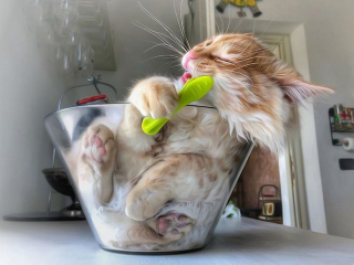 Illustration de l'article : 20 portraits sublimes de Grisu, chat photogénique à souhait et adepte de la dolce vita