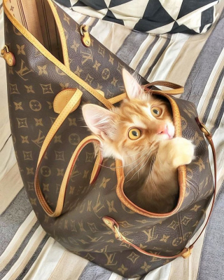 Illustration de l'article : 20 portraits sublimes de Grisu, chat photogénique à souhait et adepte de la dolce vita