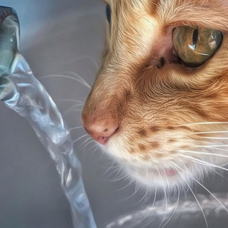 Illustration de l'article : 20 portraits sublimes de Grisu, chat photogénique à souhait et adepte de la dolce vita
