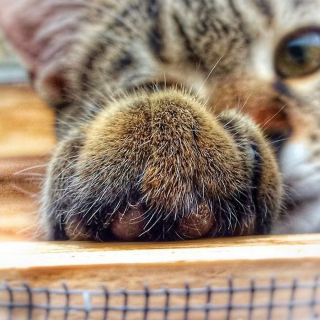 Illustration de l'article : 20 portraits sublimes de Grisu, chat photogénique à souhait et adepte de la dolce vita