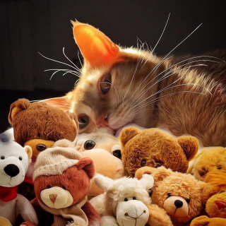 Illustration de l'article : 20 portraits sublimes de Grisu, chat photogénique à souhait et adepte de la dolce vita