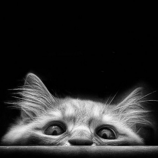 Illustration de l'article : 20 portraits sublimes de Grisu, chat photogénique à souhait et adepte de la dolce vita