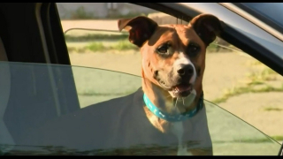 Illustration de l'article : Après 4 ans de disparition, ce chien est retrouvé dans la voiture d'un sans-abri grâce à sa puce électronique