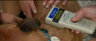 Illustration de l'article : Après 4 ans de disparition, ce chien est retrouvé dans la voiture d'un sans-abri grâce à sa puce électronique