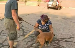 Illustration de l'article : Après 4 ans de disparition, ce chien est retrouvé dans la voiture d'un sans-abri grâce à sa puce électronique