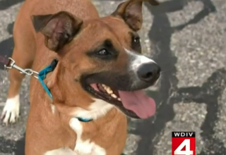 Illustration de l'article : Après 4 ans de disparition, ce chien est retrouvé dans la voiture d'un sans-abri grâce à sa puce électronique