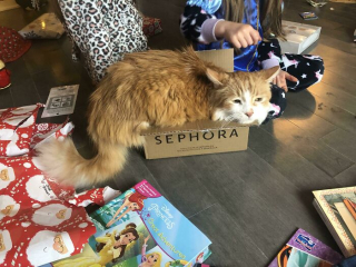 Illustration de l'article : 20 chats qui bousculent notre vision du confort avec leurs choix inattendus de lieux de repos