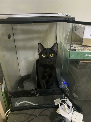 Illustration de l'article : 20 chats qui bousculent notre vision du confort avec leurs choix inattendus de lieux de repos