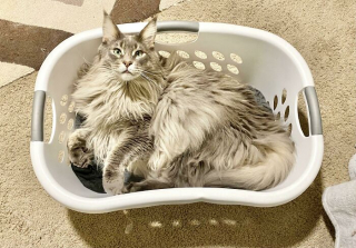 Illustration de l'article : 20 chats qui bousculent notre vision du confort avec leurs choix inattendus de lieux de repos