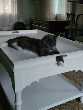 Illustration de l'article : 20 chats qui bousculent notre vision du confort avec leurs choix inattendus de lieux de repos