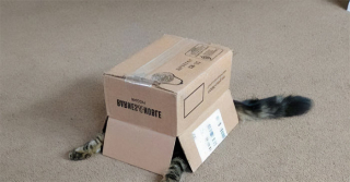 Illustration de l'article : 20 chats qui bousculent notre vision du confort avec leurs choix inattendus de lieux de repos